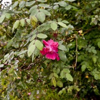 Wild Rose Altamount Gardens