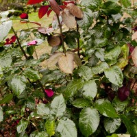 Altamount Foliage